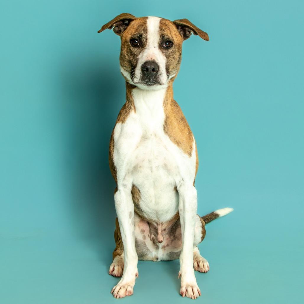 Enlarge Spot, a Adoptable mixed breed in Jefferson city, TN image 4/4