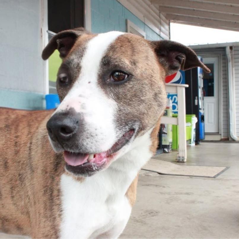 Enlarge Spot, a Adoptable mixed breed in Jefferson city, TN image 4/4