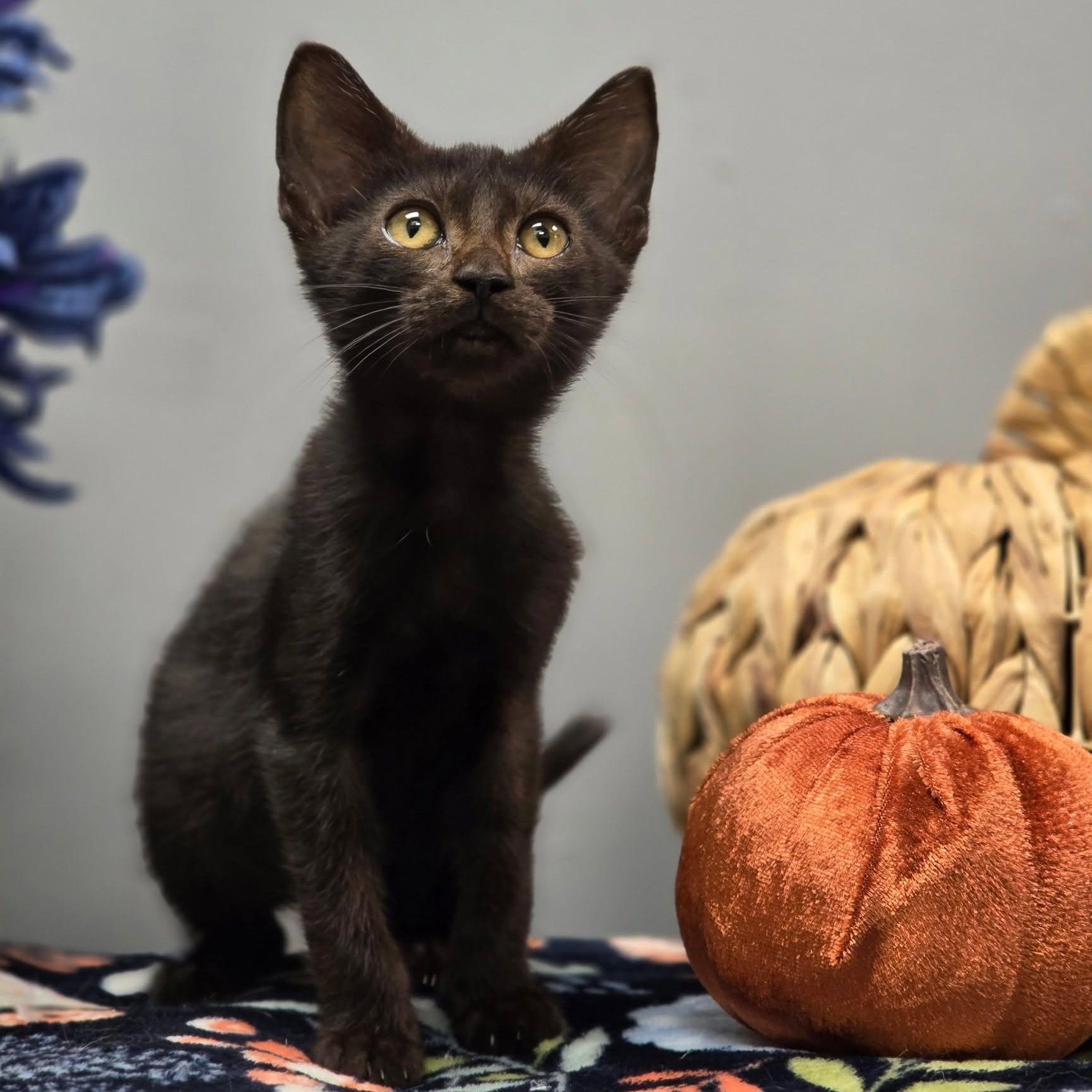 Tink, Adoptable, Young Female Domestic Short Hair.