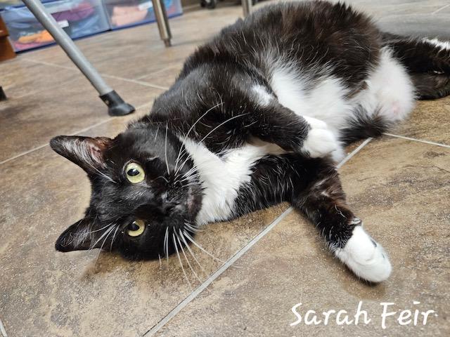 Sara Fier, an adoptable Domestic Short Hair in Davenport, IA, 52806 | Photo Image 1