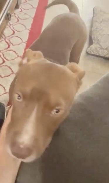 Enlarge Muggles, a Adoptable mixed breed in Seabrook, NH image 4/6