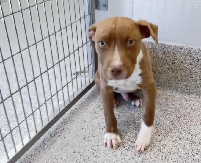 Enlarge Muggles, a Adoptable mixed breed in Seabrook, NH image 3/6