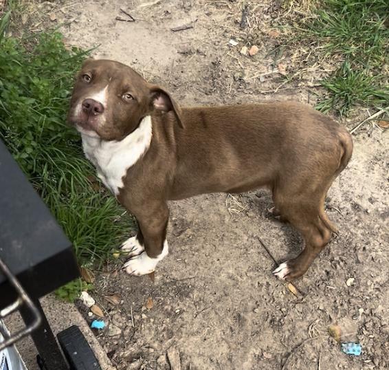 Enlarge Muggles, a Adoptable mixed breed in Seabrook, NH image 1/6