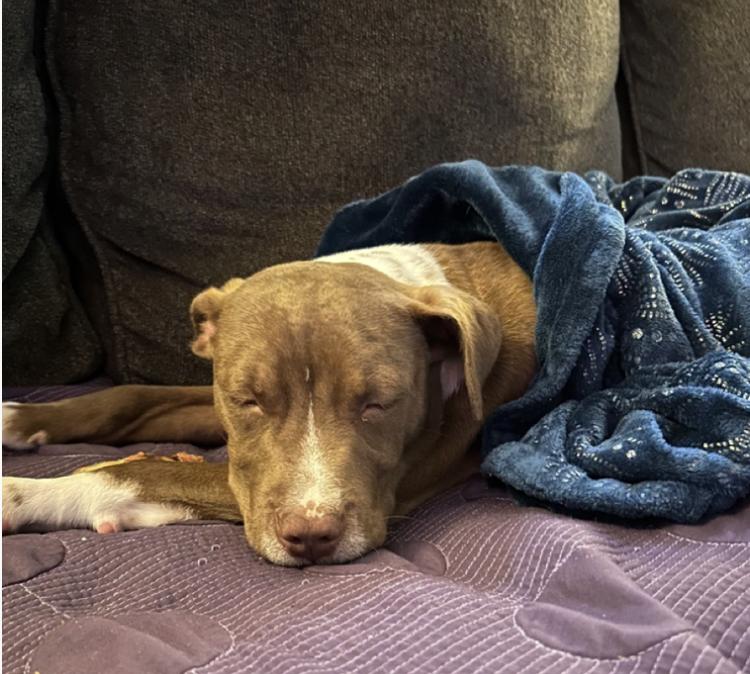 Enlarge Muggles, a Adoptable mixed breed in Seabrook, NH image 2/6