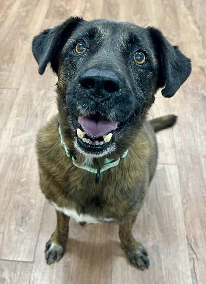 Enlarge Gunner, a Adoptable mixed breed in Savannah, GA image 1/3