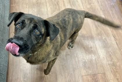 Enlarge Gunner, a Adoptable mixed breed in Savannah, GA image 3/3