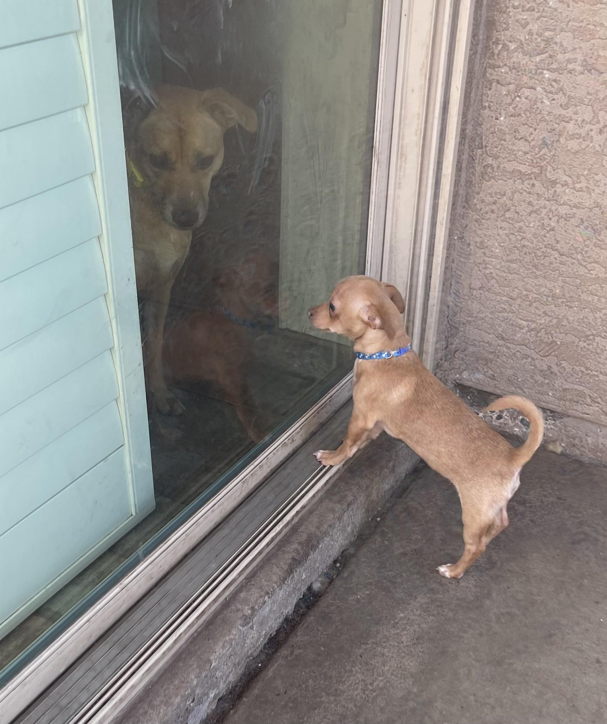 Cecil, a ADOPTABLE mixed breed in Chandler, AZ image 3/6