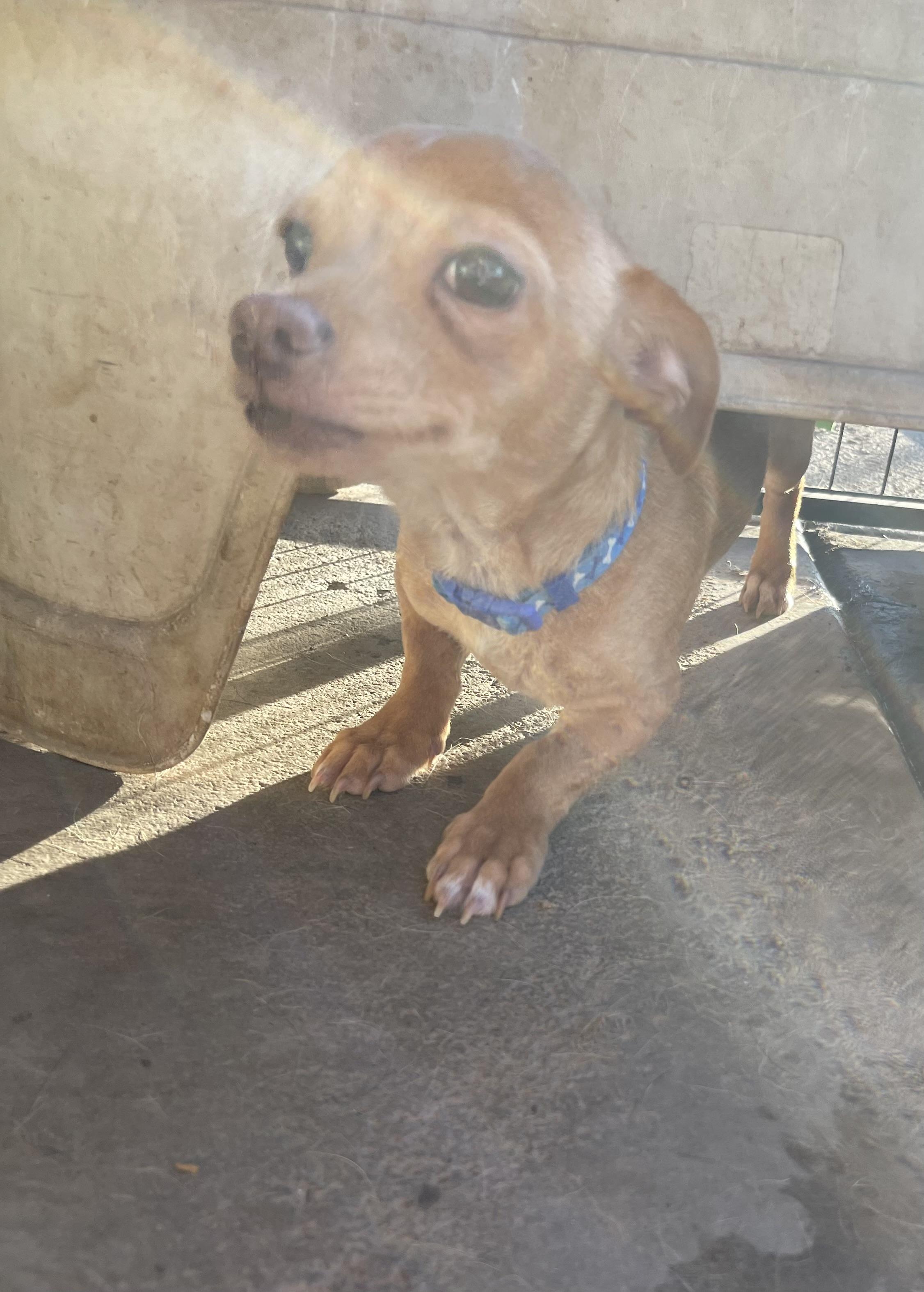 Cecil, a ADOPTABLE mixed breed in Chandler, AZ image 5/6