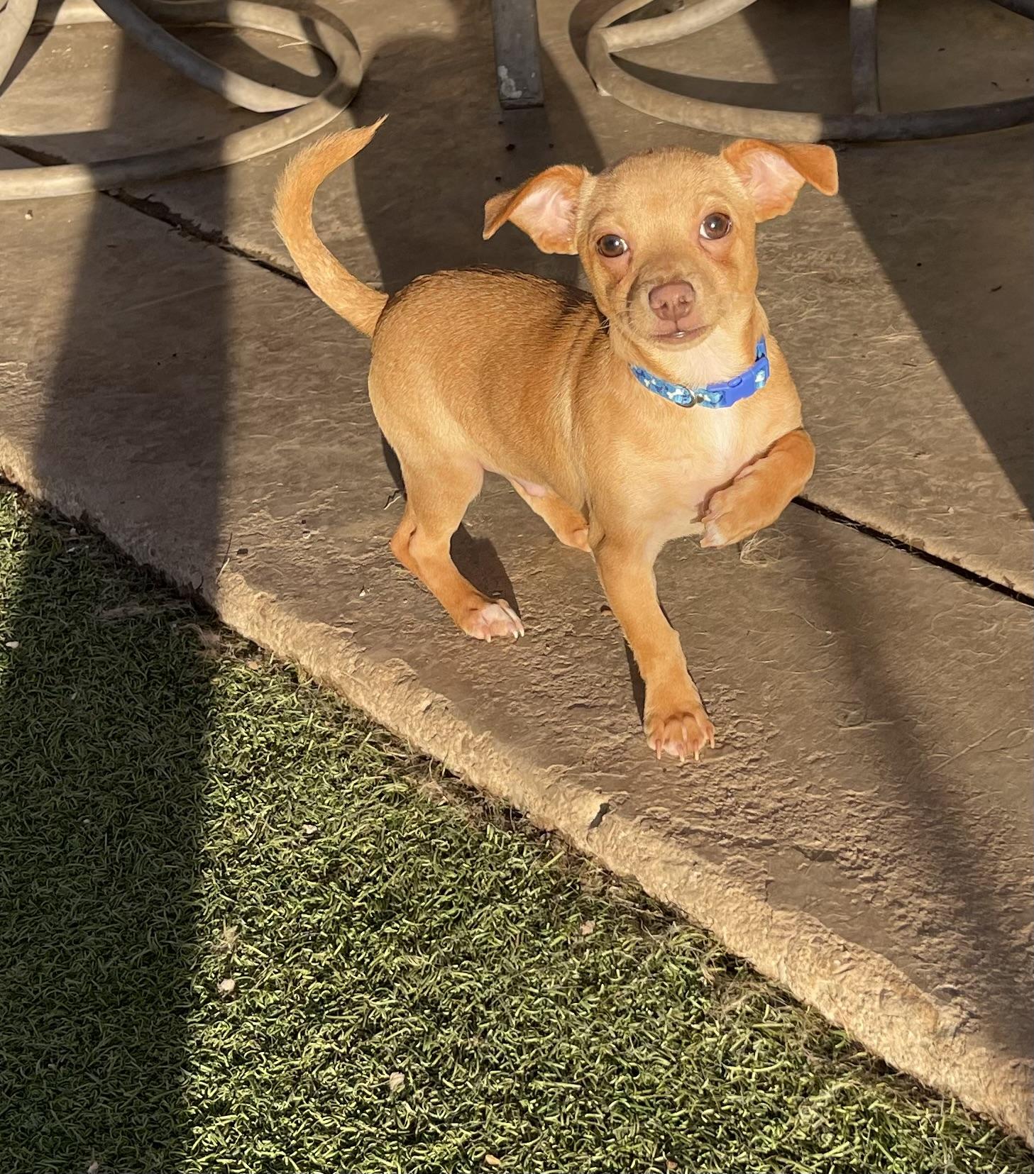 Cecil, ADOPTABLE, Puppy Male Chihuahua & Dachshund.