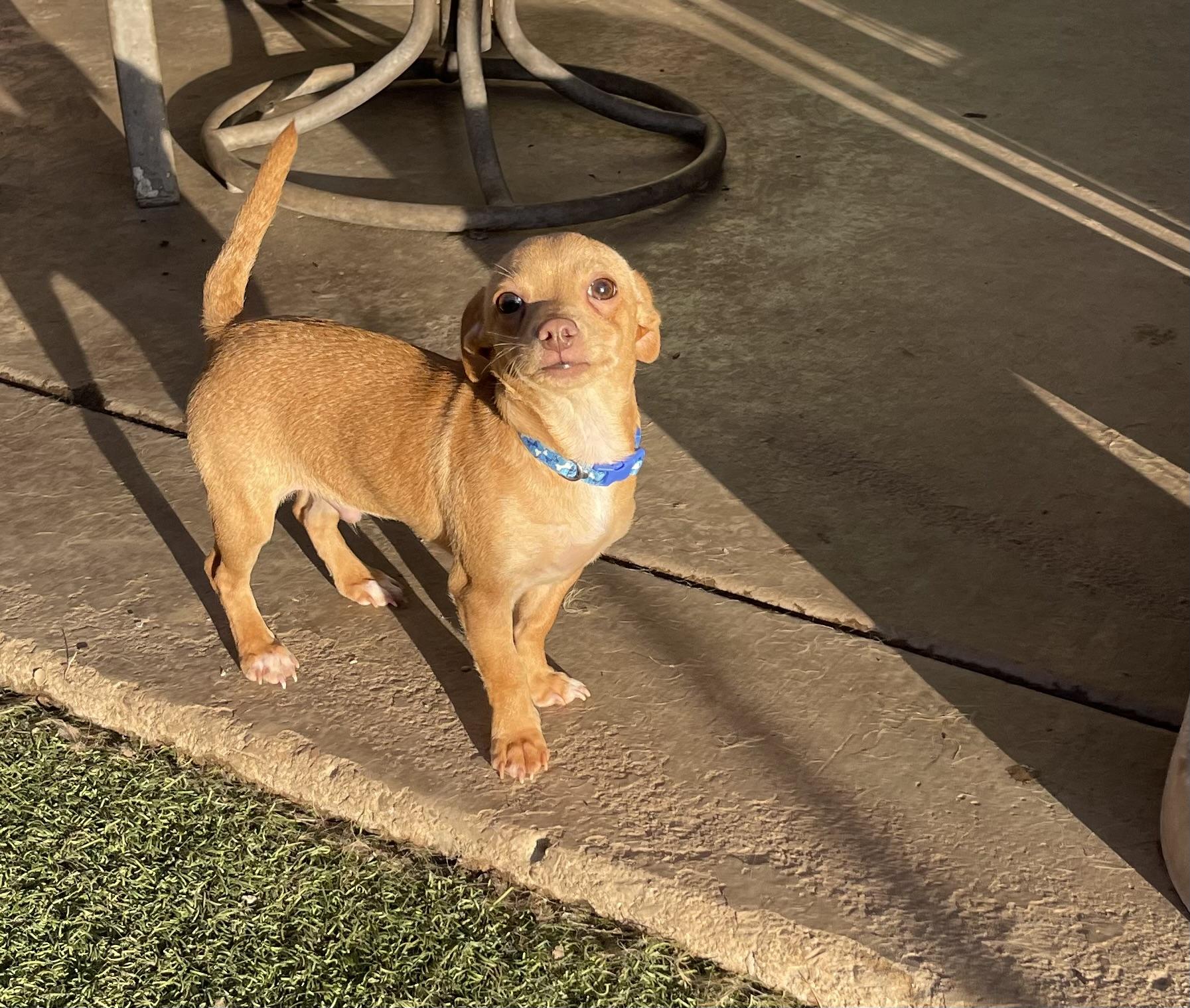 Cecil, a ADOPTABLE mixed breed in Chandler, AZ image 4/6