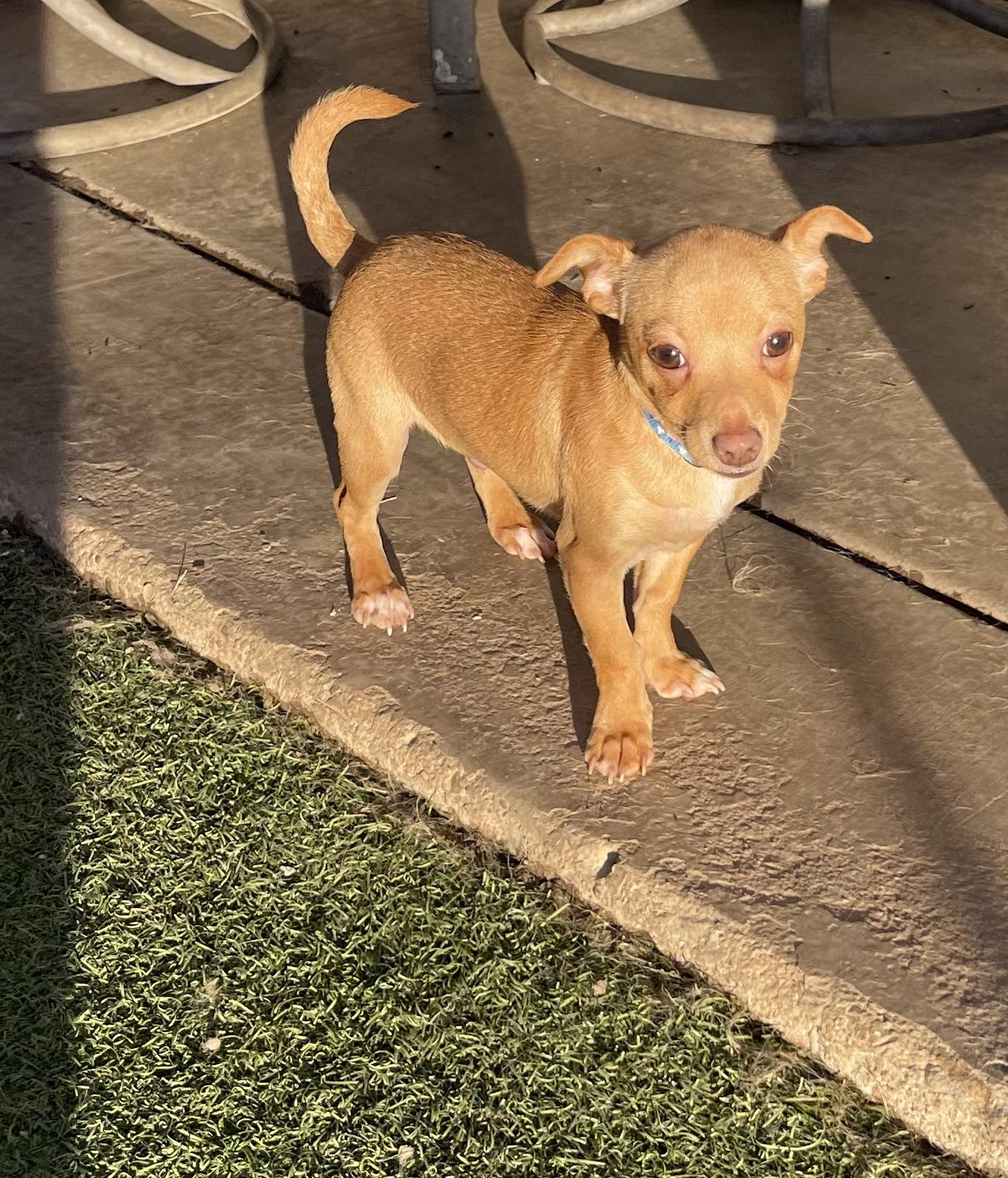 Cecil, a ADOPTABLE mixed breed in Chandler, AZ image 2/6