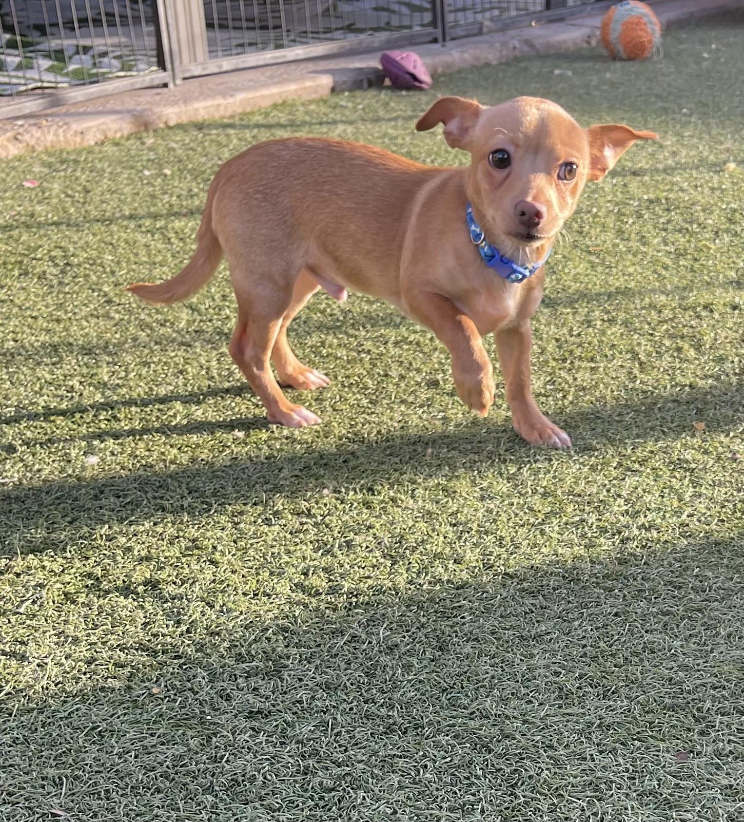 Cecil, a ADOPTABLE mixed breed in Chandler, AZ image 6/6