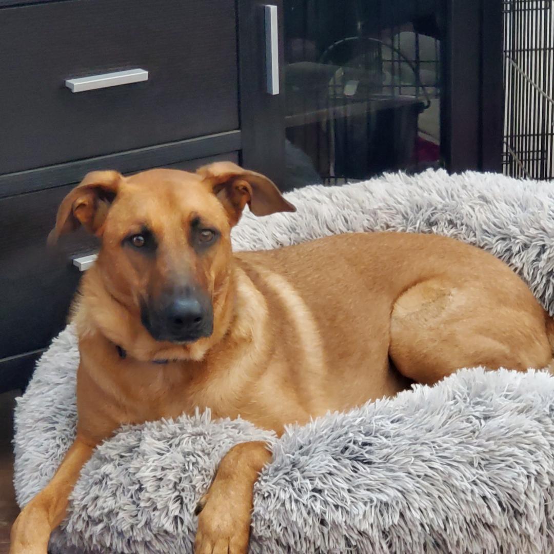 Arlo, a Adoptable mixed breed in Littleton, CO image 1/3