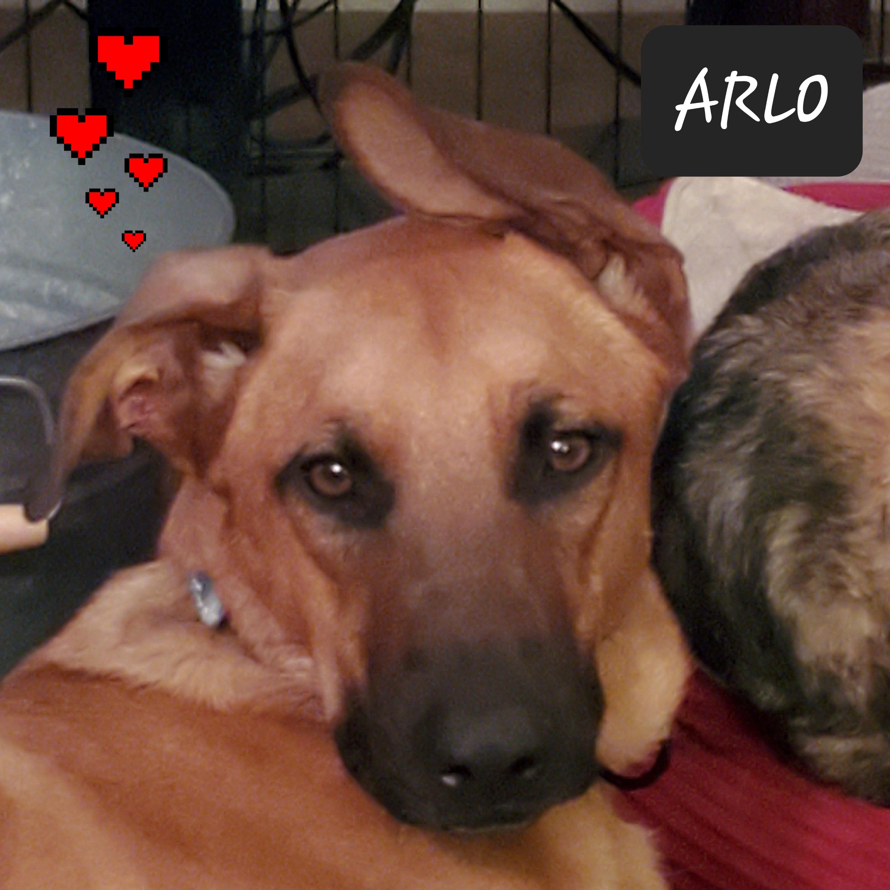 Arlo, a Adoptable mixed breed in Littleton, CO image 3/5