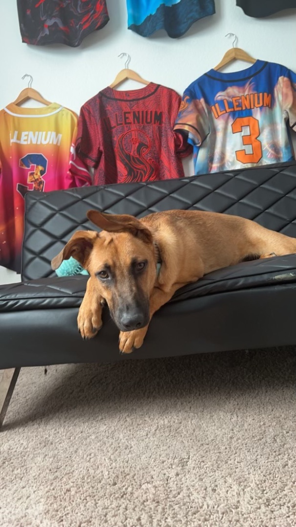 Arlo, a Adoptable mixed breed in Littleton, CO image 4/5