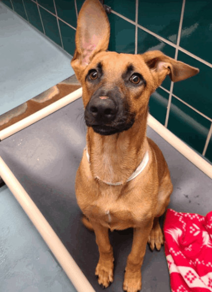 Arlo, a Adoptable mixed breed in Littleton, CO image 5/5
