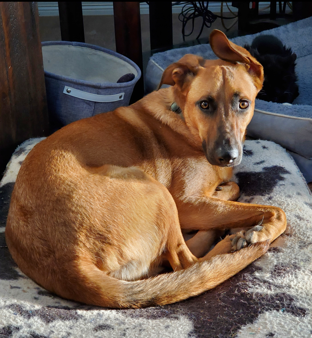 Arlo, a Adoptable mixed breed in Littleton, CO image 2/5