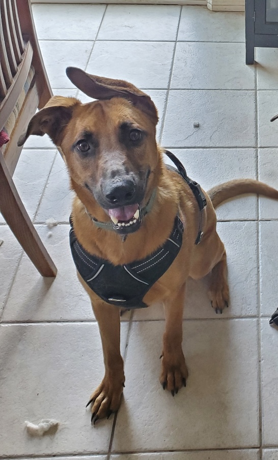 Arlo, Adoptable, Adult Male Labrador Retriever.