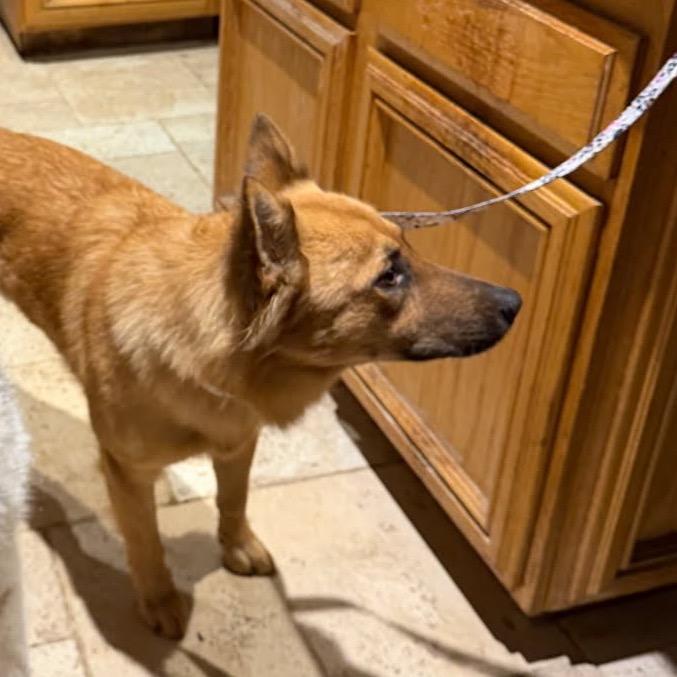 Hank, Adoptable, Young Male German Shepherd Dog.