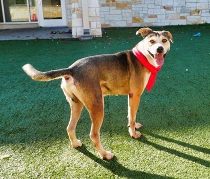 Tannenbaum, Adoptable, Young Male Terrier & Mixed Breed.