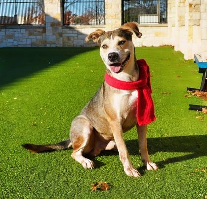 Enlarge Tannenbaum, a Adoptable mixed breed in North Richland Hills, TX image 2/3