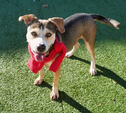 Tannenbaum, a Adoptable mixed breed in North Richland Hills, TX image 3/3