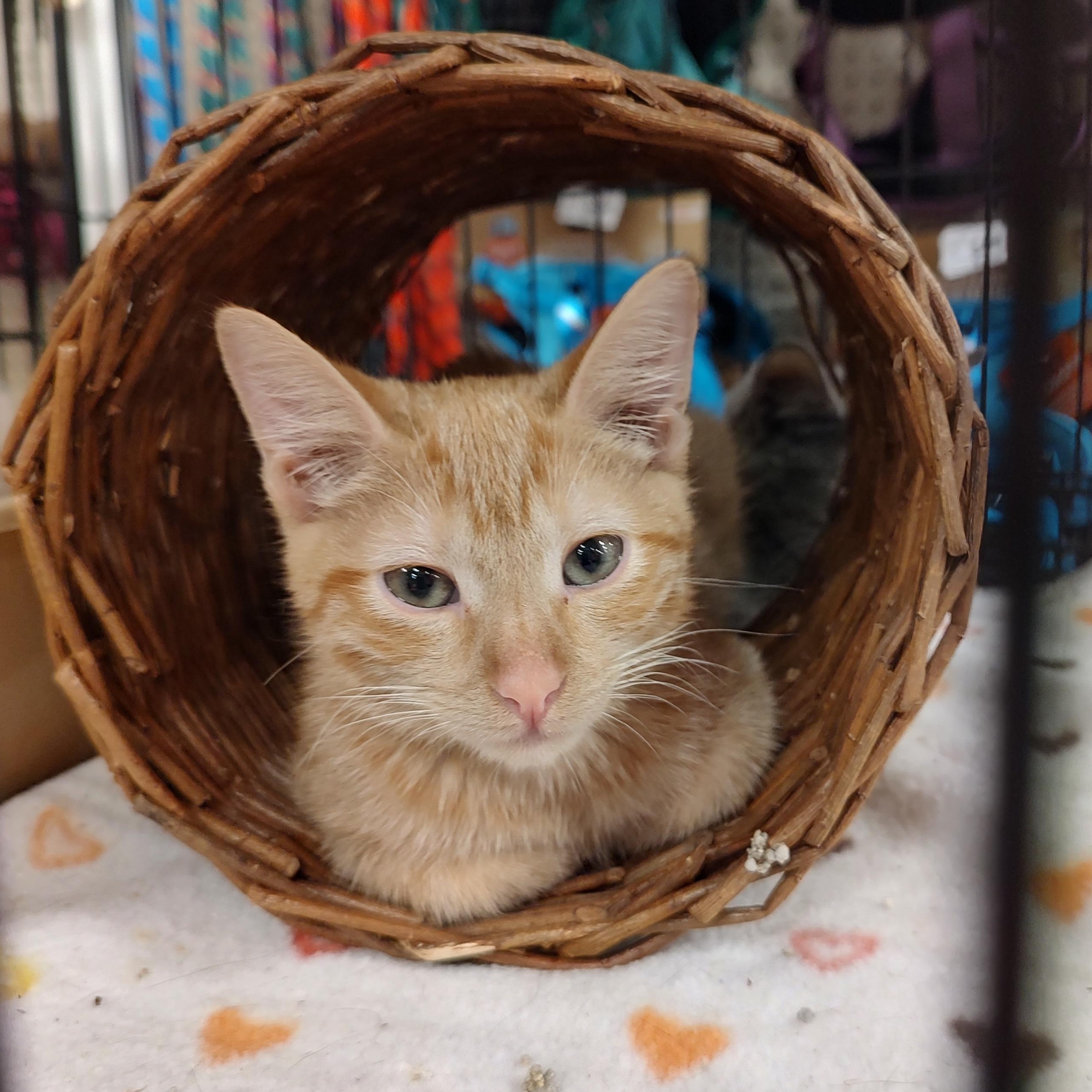 Enlarge Tiggs, a Adoptable mixed breed in Henderson, NV image 1/1