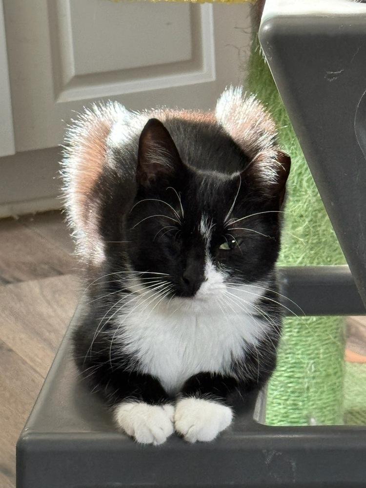 Shelby, Adoptable, Kitten Female Domestic Short Hair & Domestic Short Hair.