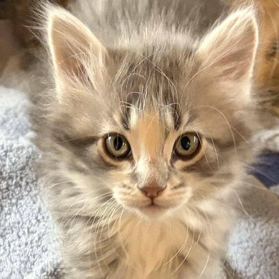 Enlarge Misty, an adopted mixed breed in Dickinson, ND image 1/1