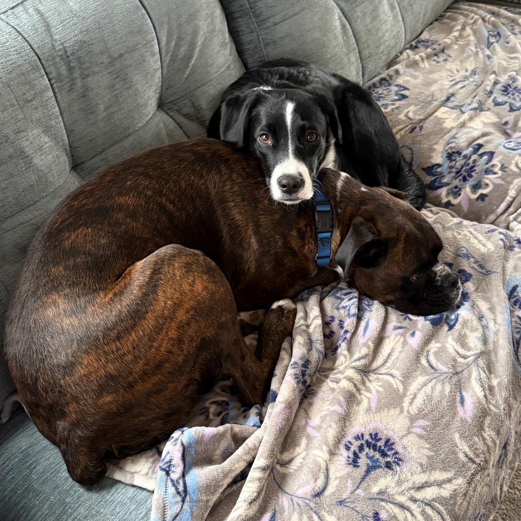 Enlarge CT Rigatoni (Home in Stamford), a Adoptable mixed breed in Eastford, CT image 5/6