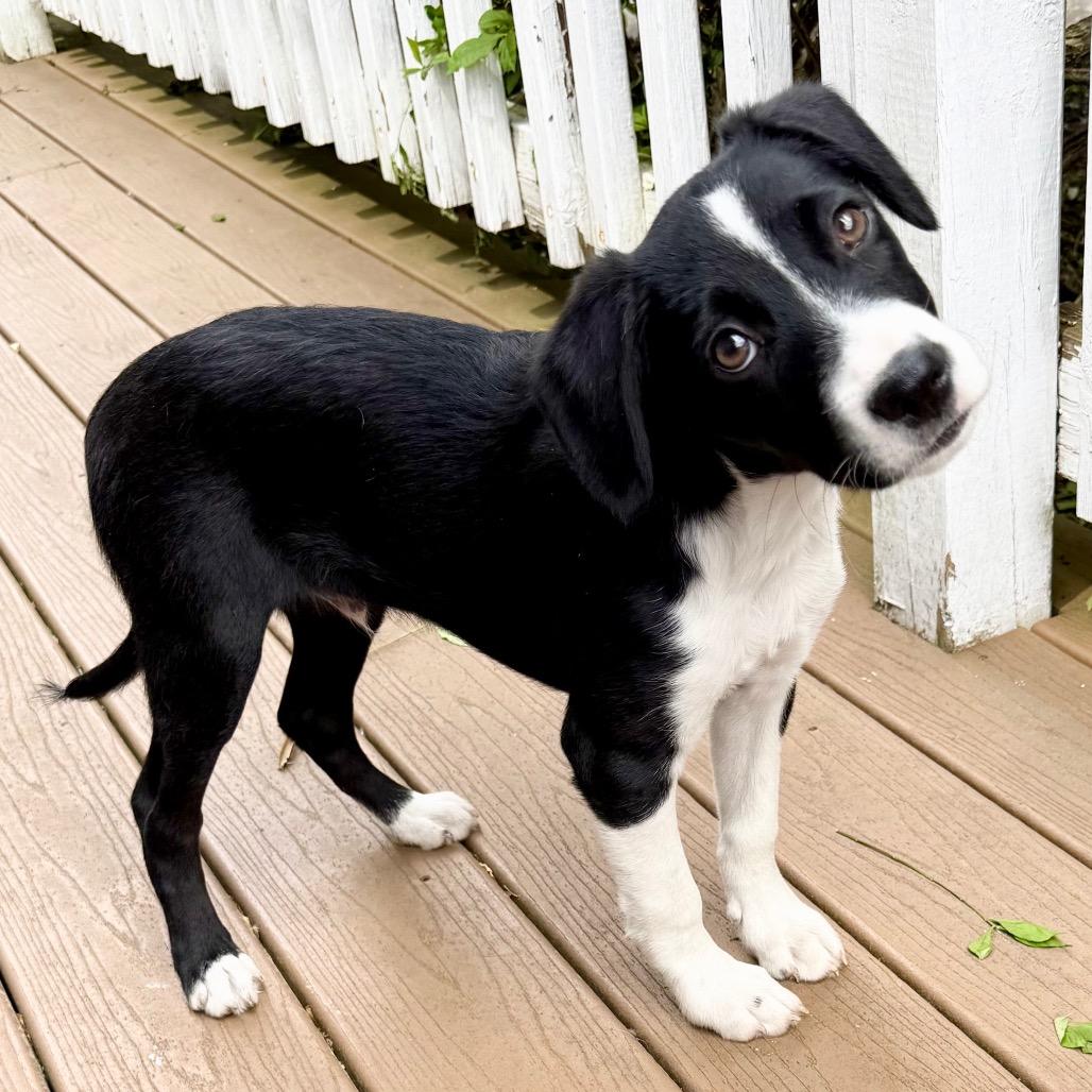 Enlarge CT Rigatoni (Home in Stamford), a Adoptable mixed breed in Eastford, CT image 6/6