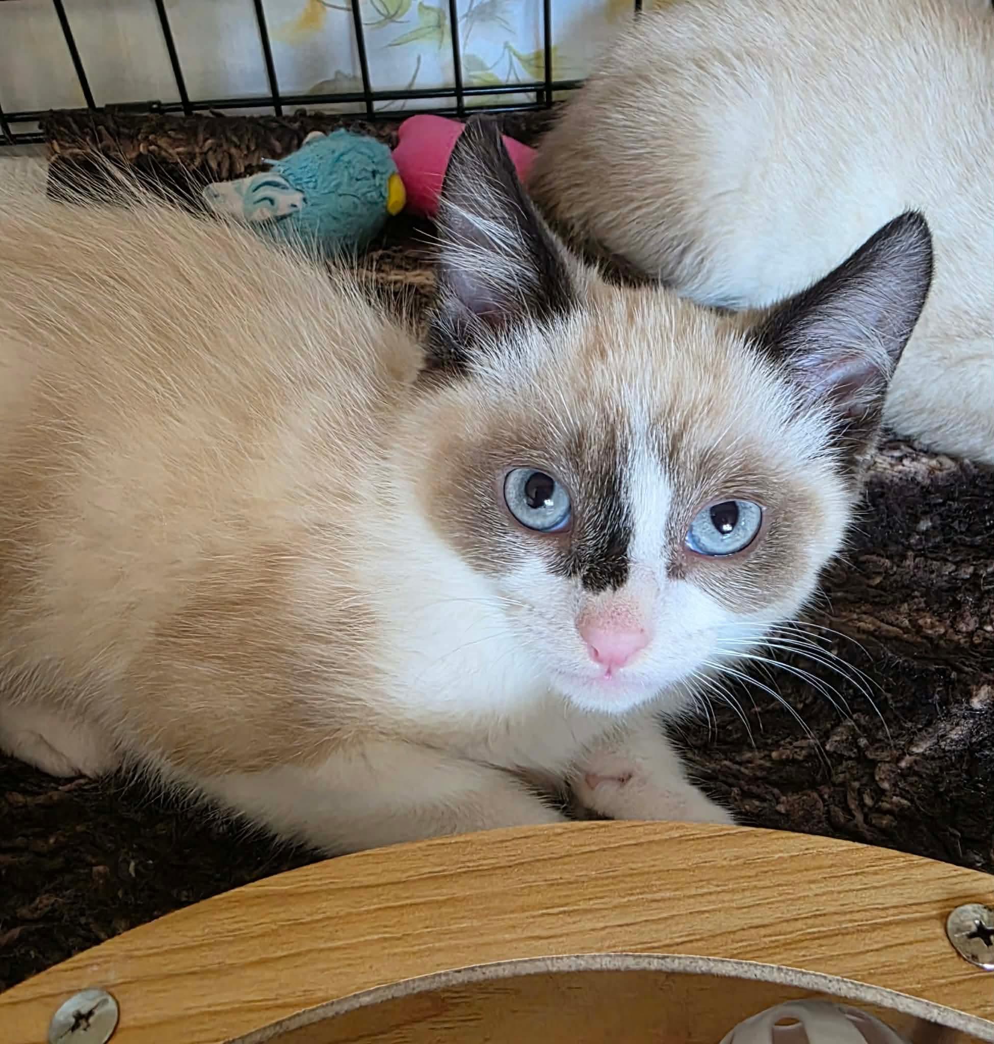 Enlarge Aramis, a Adoptable mixed breed in Terrebonne, QC image 1/2