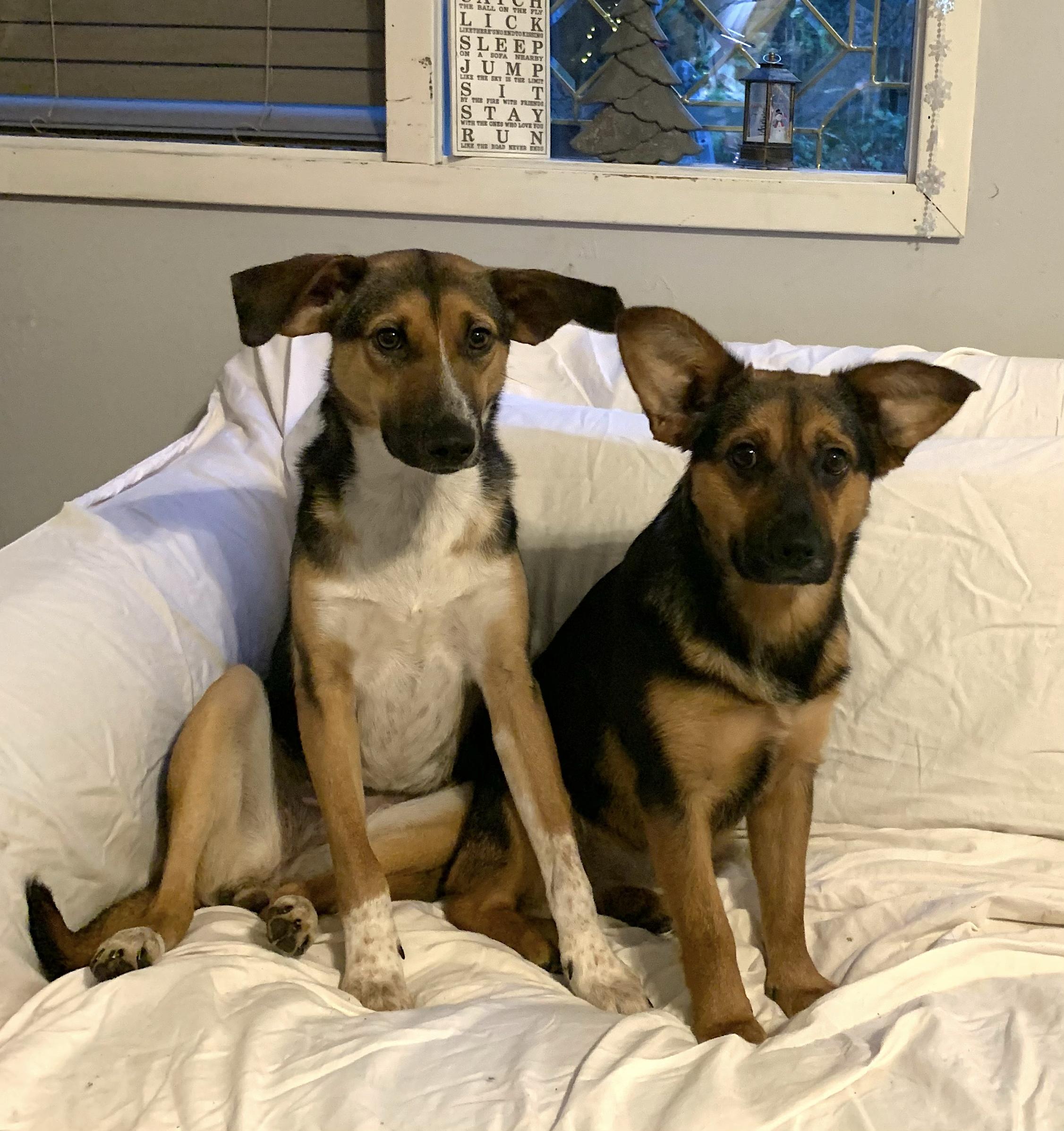 Sybil, Adopted, Adult Female Pembroke Welsh Corgi & German Shepherd Dog.