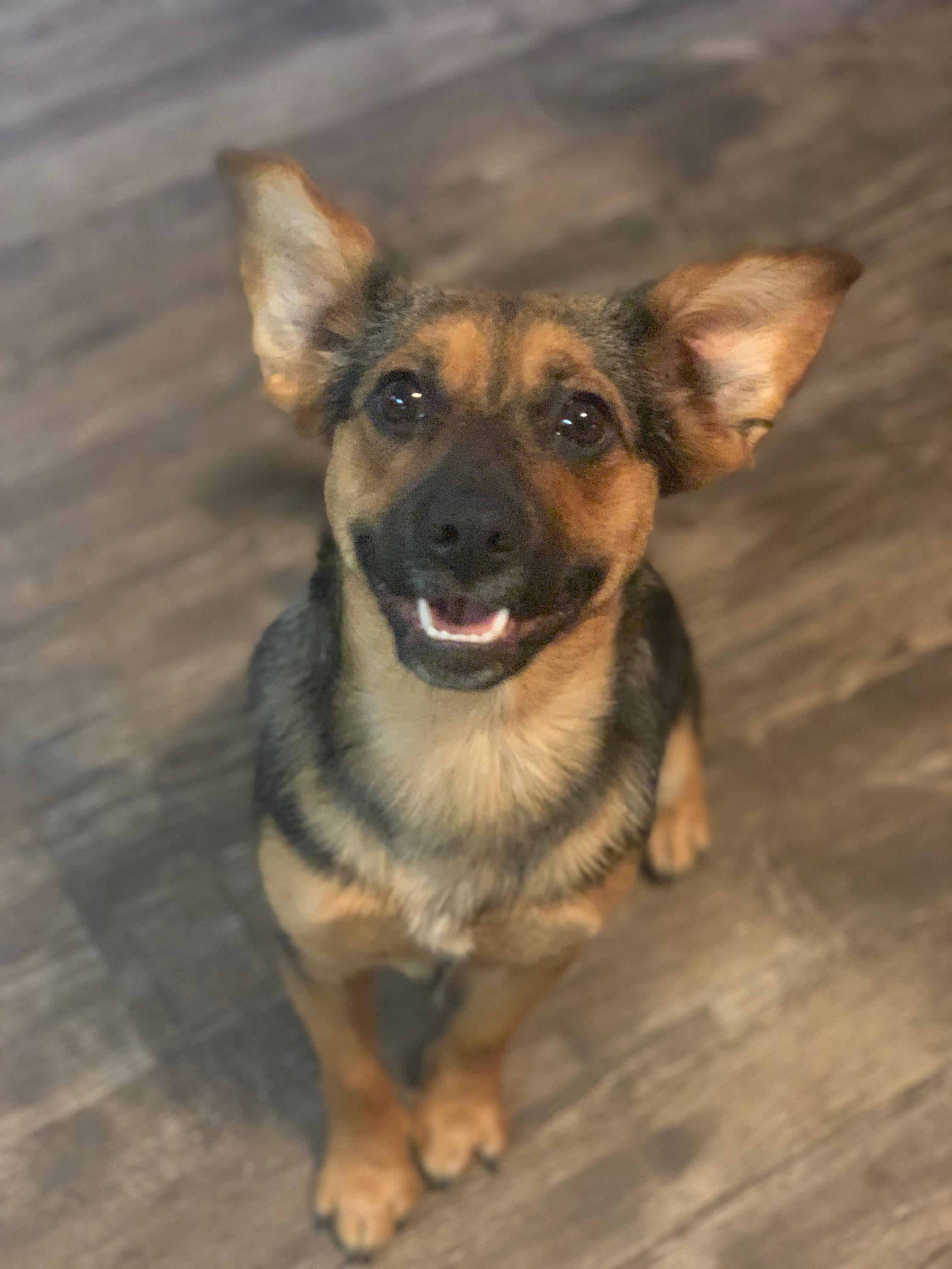 Enlarge Sybil, a Adopted mixed breed in Gig Harbor, WA image 2/6