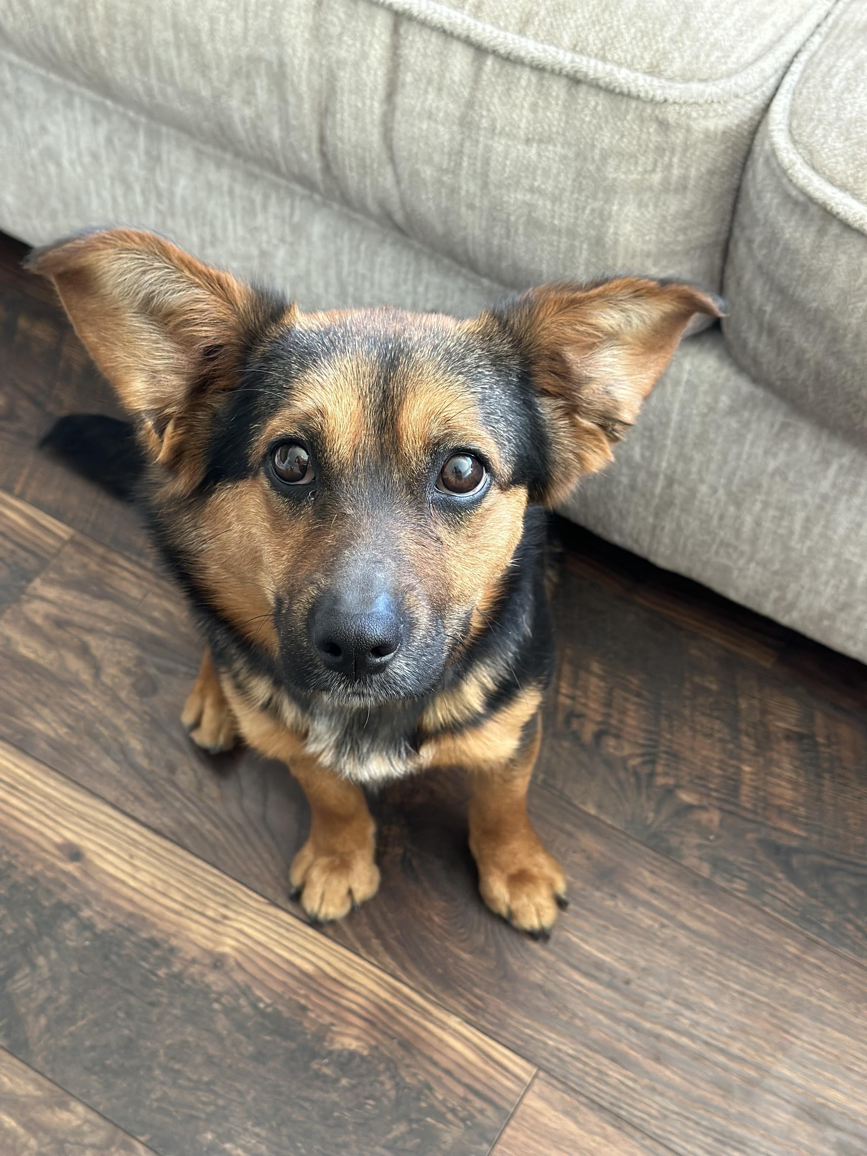 Enlarge Sybil, a Adopted mixed breed in Gig Harbor, WA image 3/6