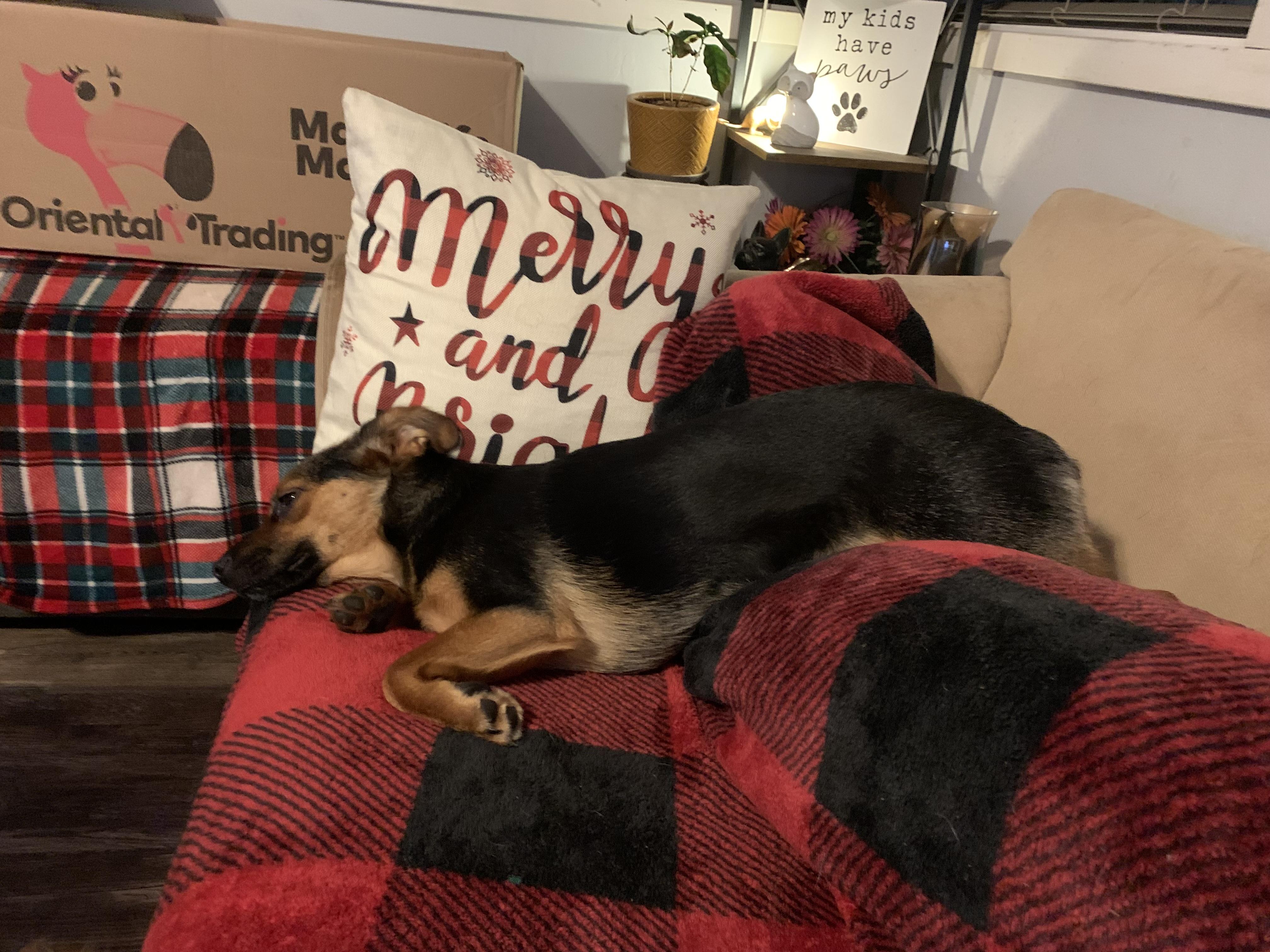 Enlarge Sybil, a Adopted mixed breed in Gig Harbor, WA image 4/6