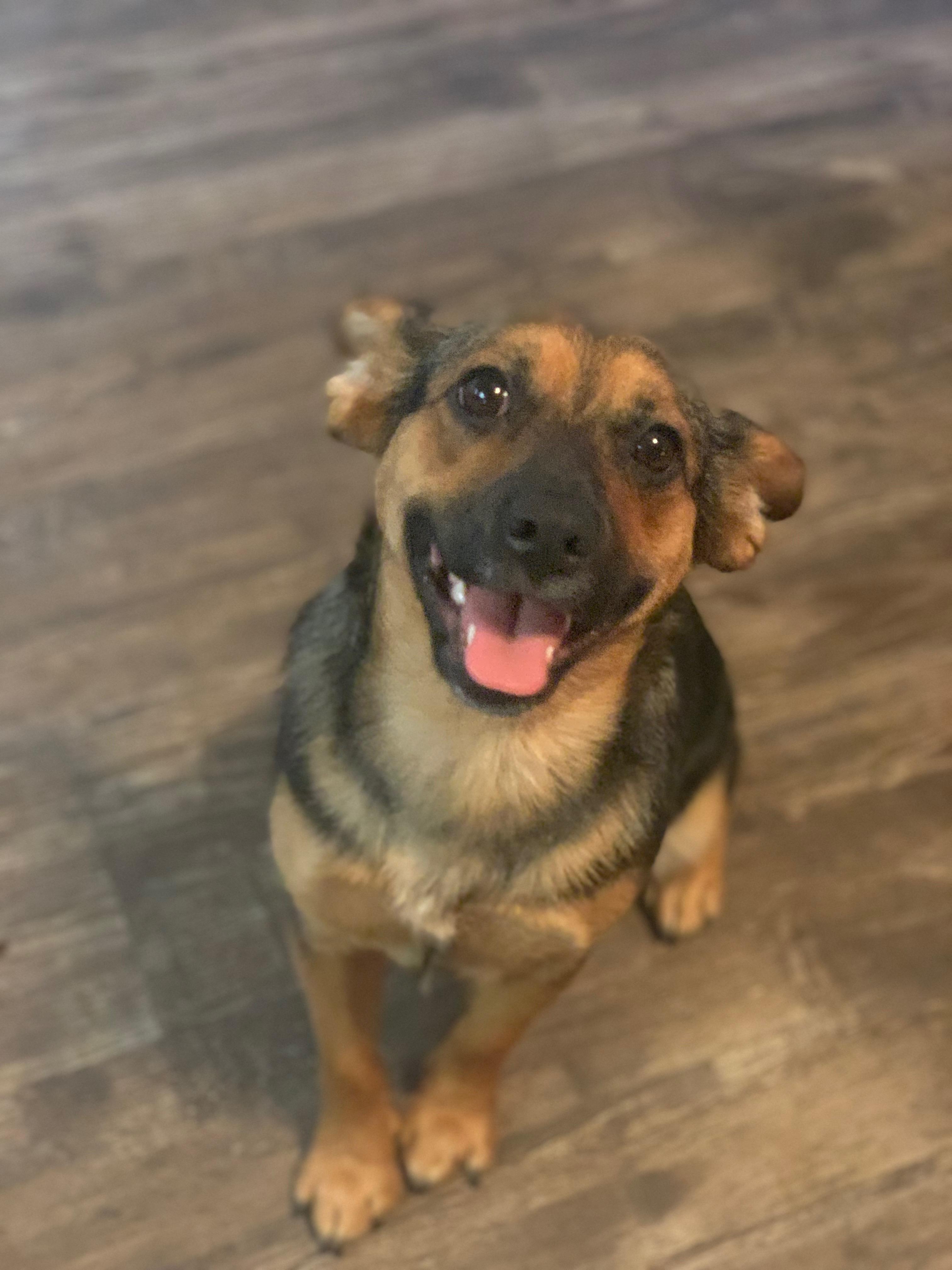 Enlarge Sybil, a Adopted mixed breed in Gig Harbor, WA image 5/6