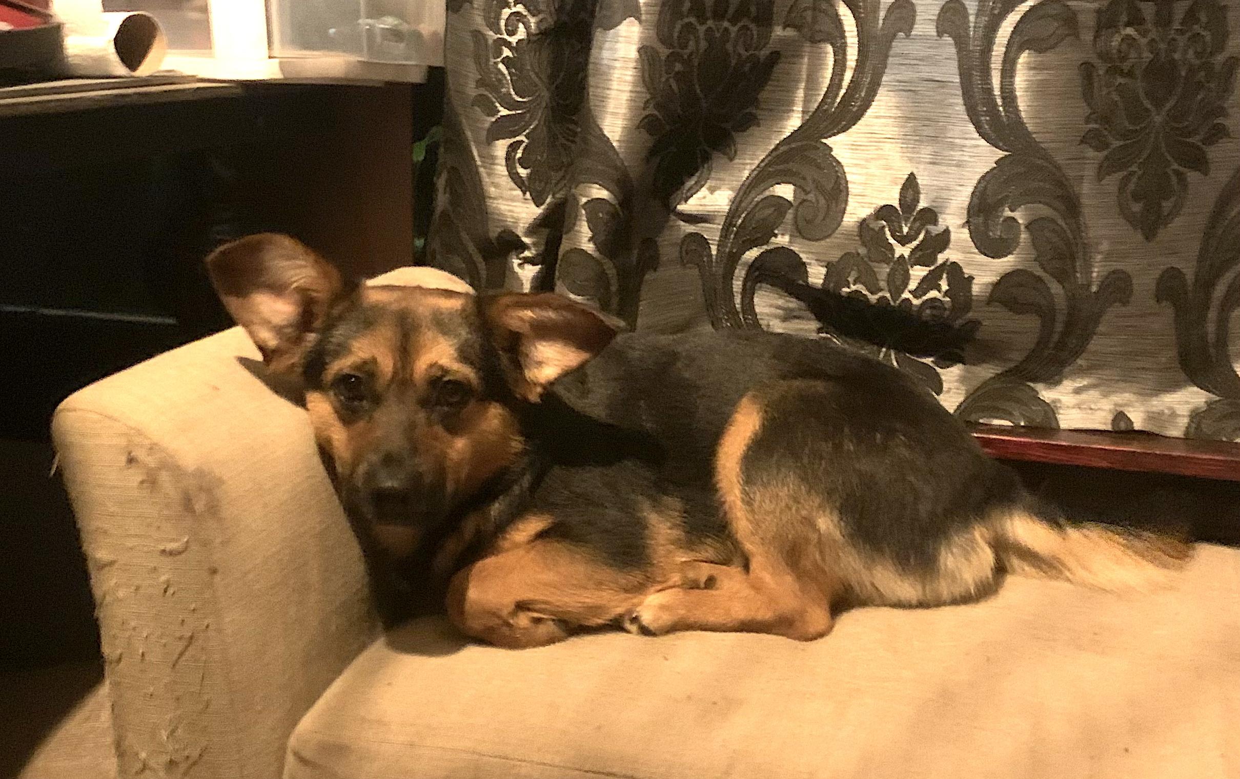 Enlarge Sybil, a Adopted mixed breed in Gig Harbor, WA image 6/6