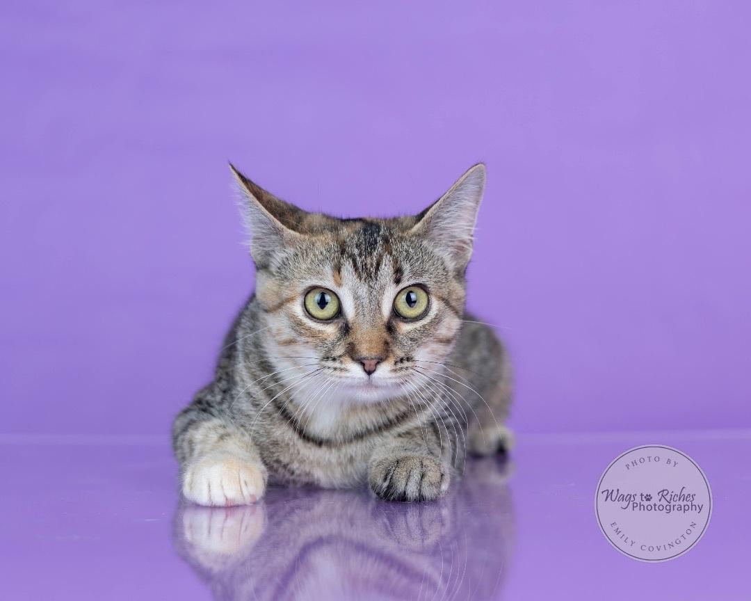 Enlarge Angel, a Adoptable mixed breed in East Providence, RI image 1/3