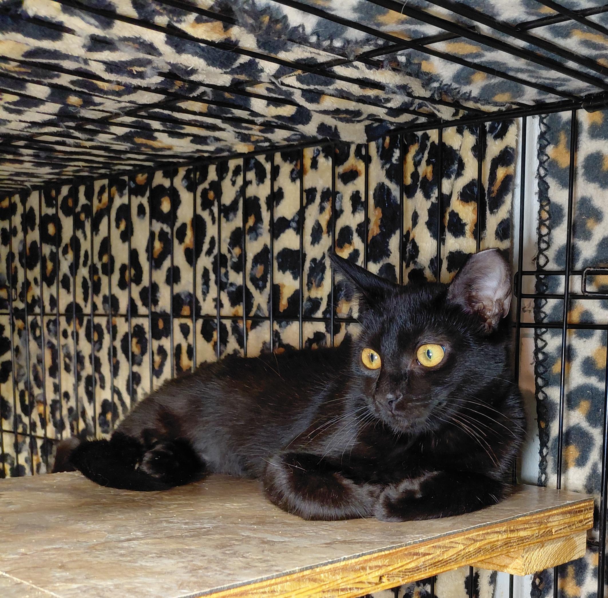 Enlarge Dumpling, a Adoptable Domestic Short Hair in Bethpage, NY image 5/5
