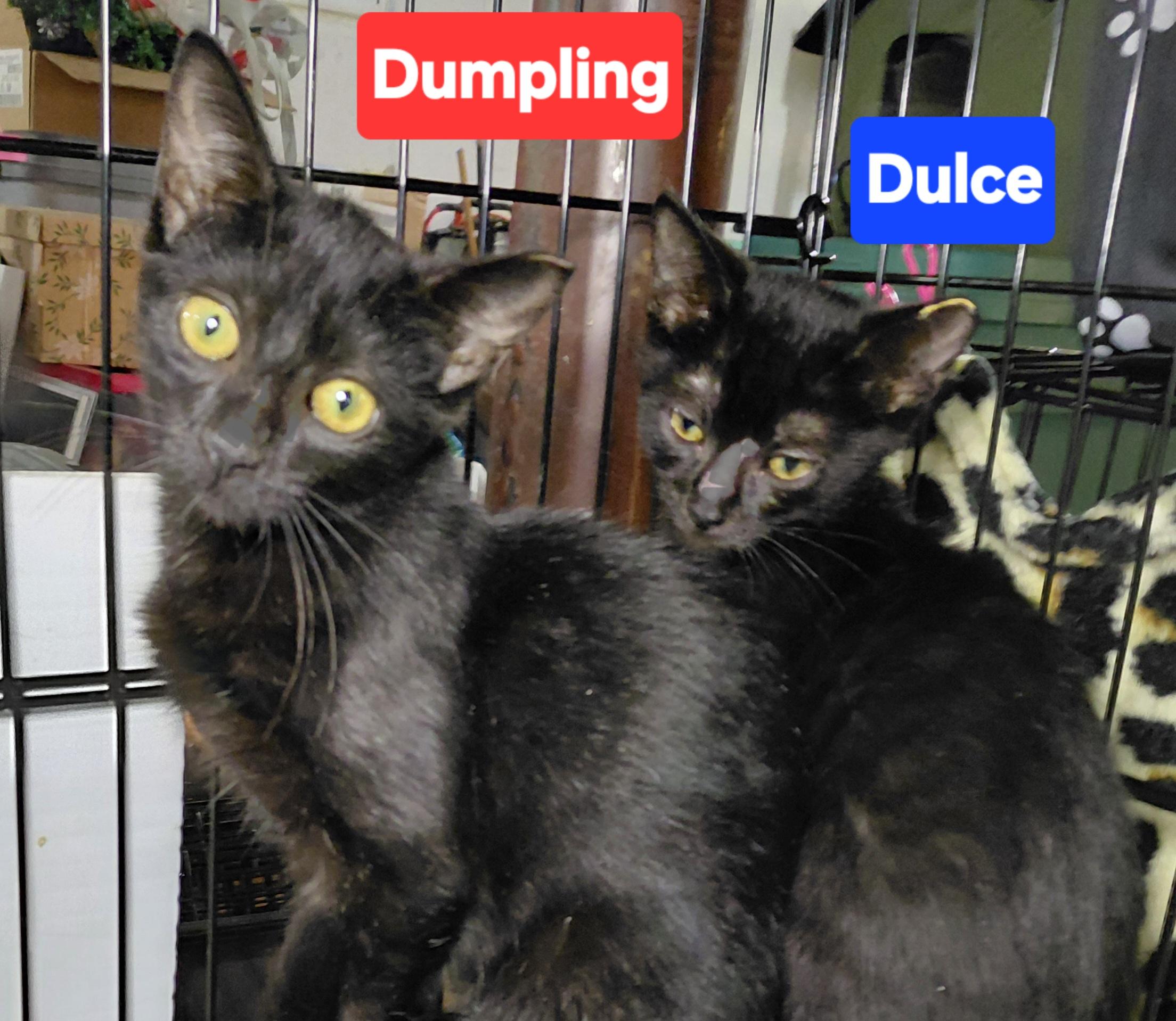 Enlarge Dumpling, a Adoptable Domestic Short Hair in Bethpage, NY image 2/5