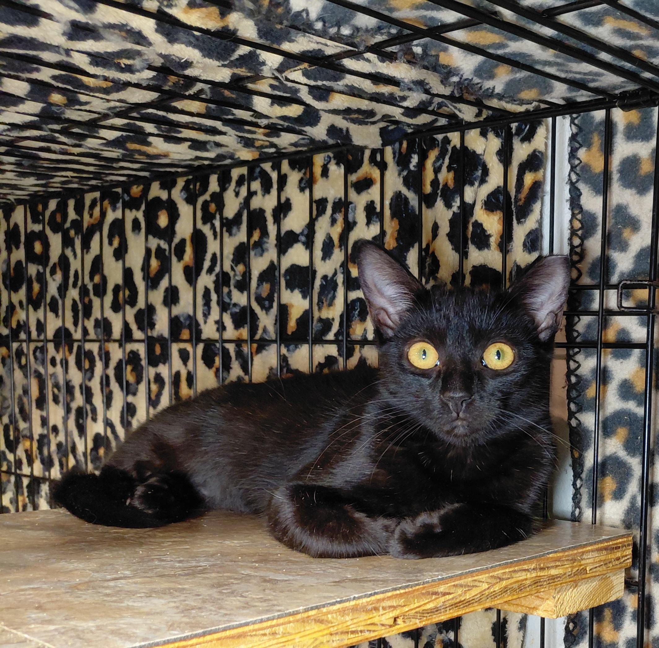 Enlarge Dumpling, a Adoptable Domestic Short Hair in Bethpage, NY image 4/5