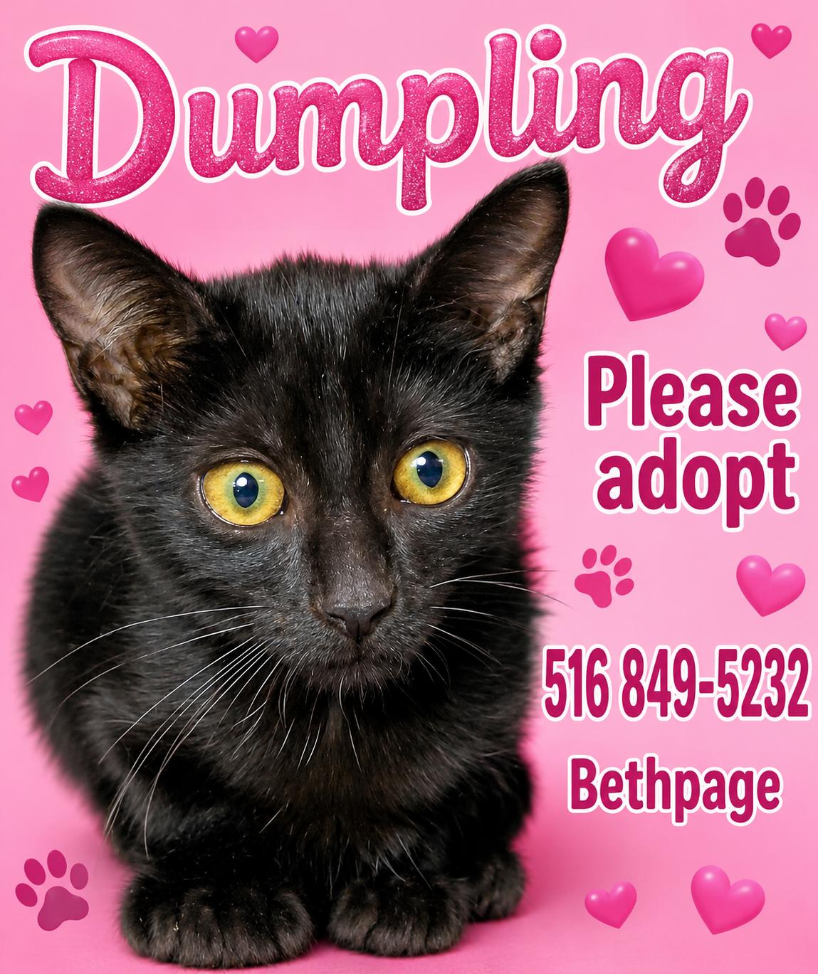 Enlarge Dumpling, a Adoptable Domestic Short Hair in Bethpage, NY image 1/5
