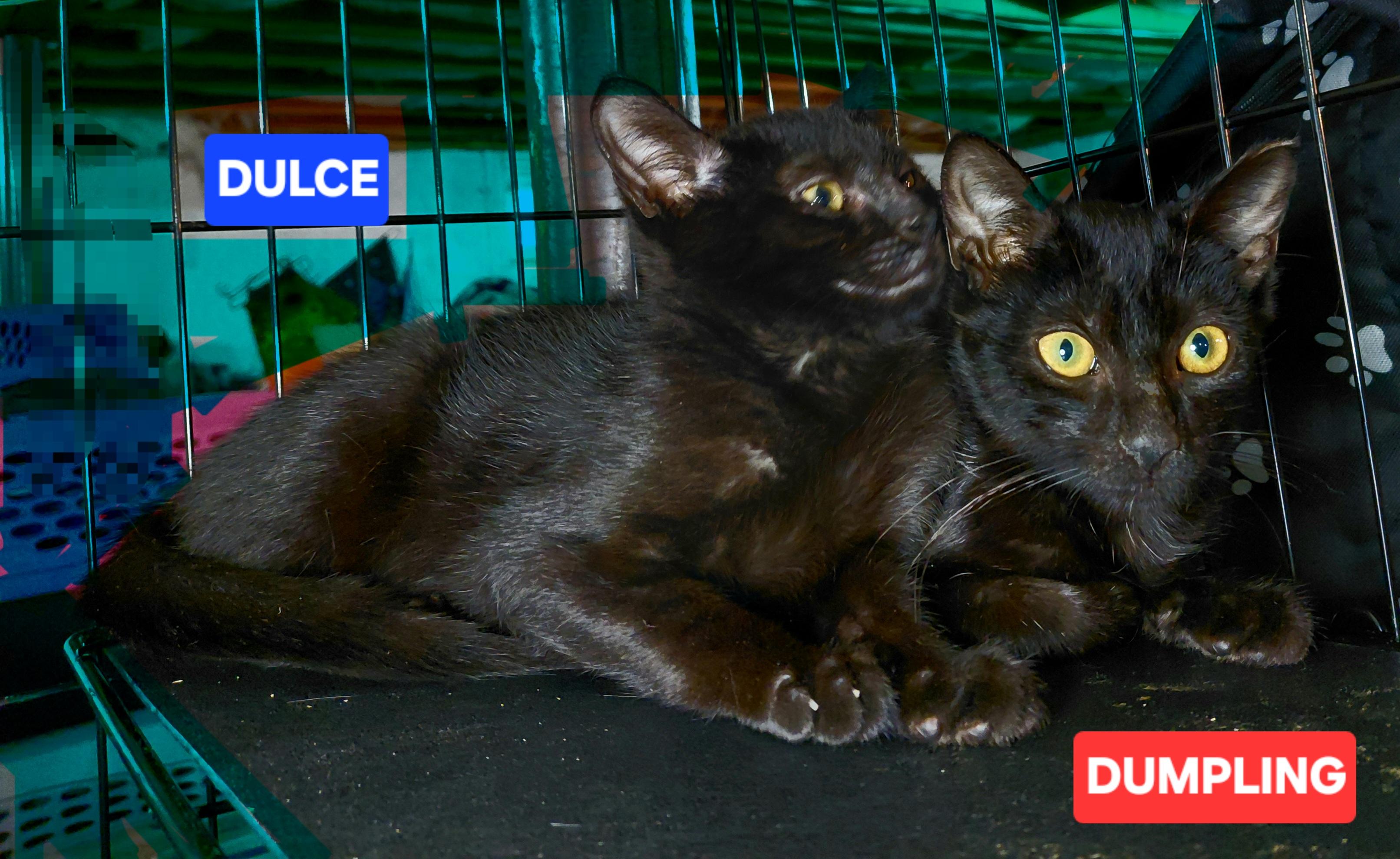 Enlarge Dumpling, a Adoptable Domestic Short Hair in Bethpage, NY image 3/5