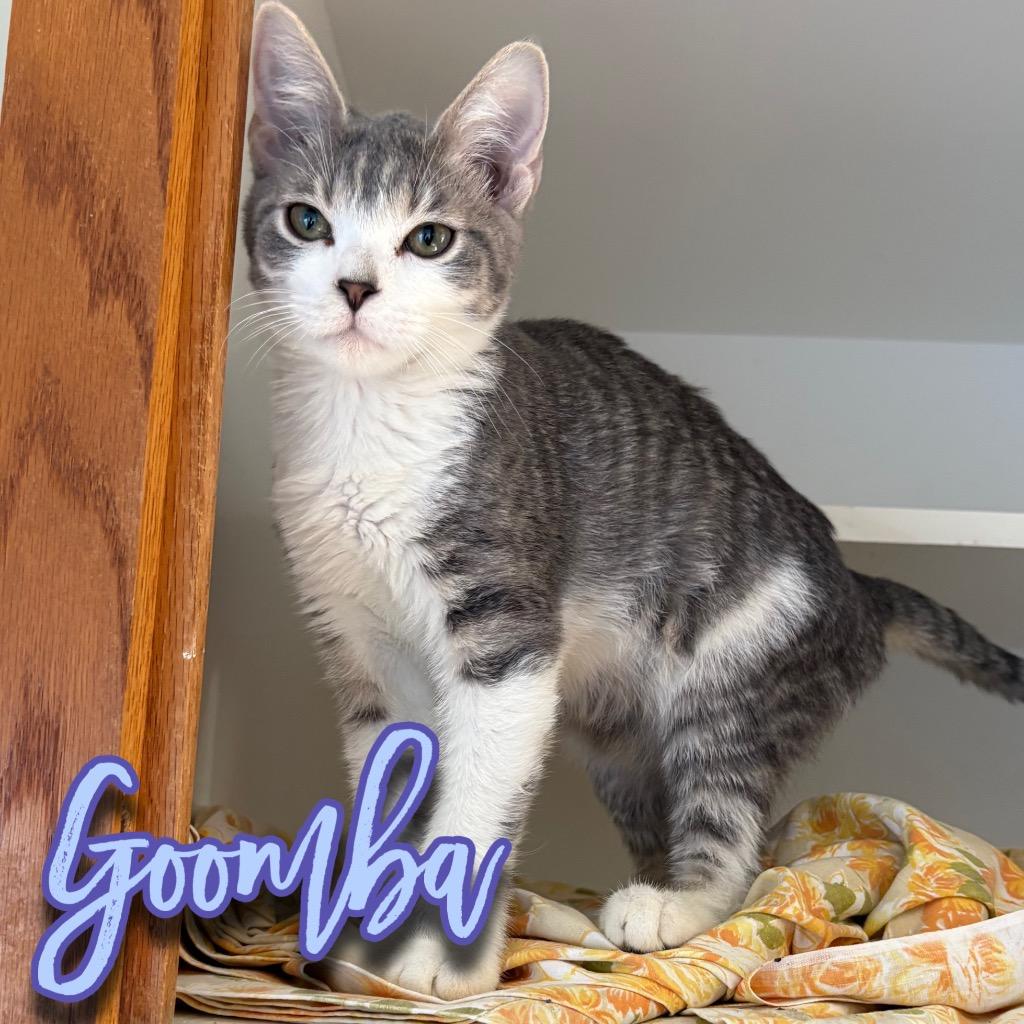 Goomba, Adoptable, Kitten Male Domestic Short Hair.