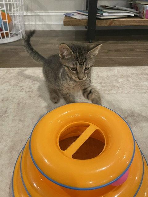 Kobe (new), Adoptable, Kitten Male Domestic Short Hair.