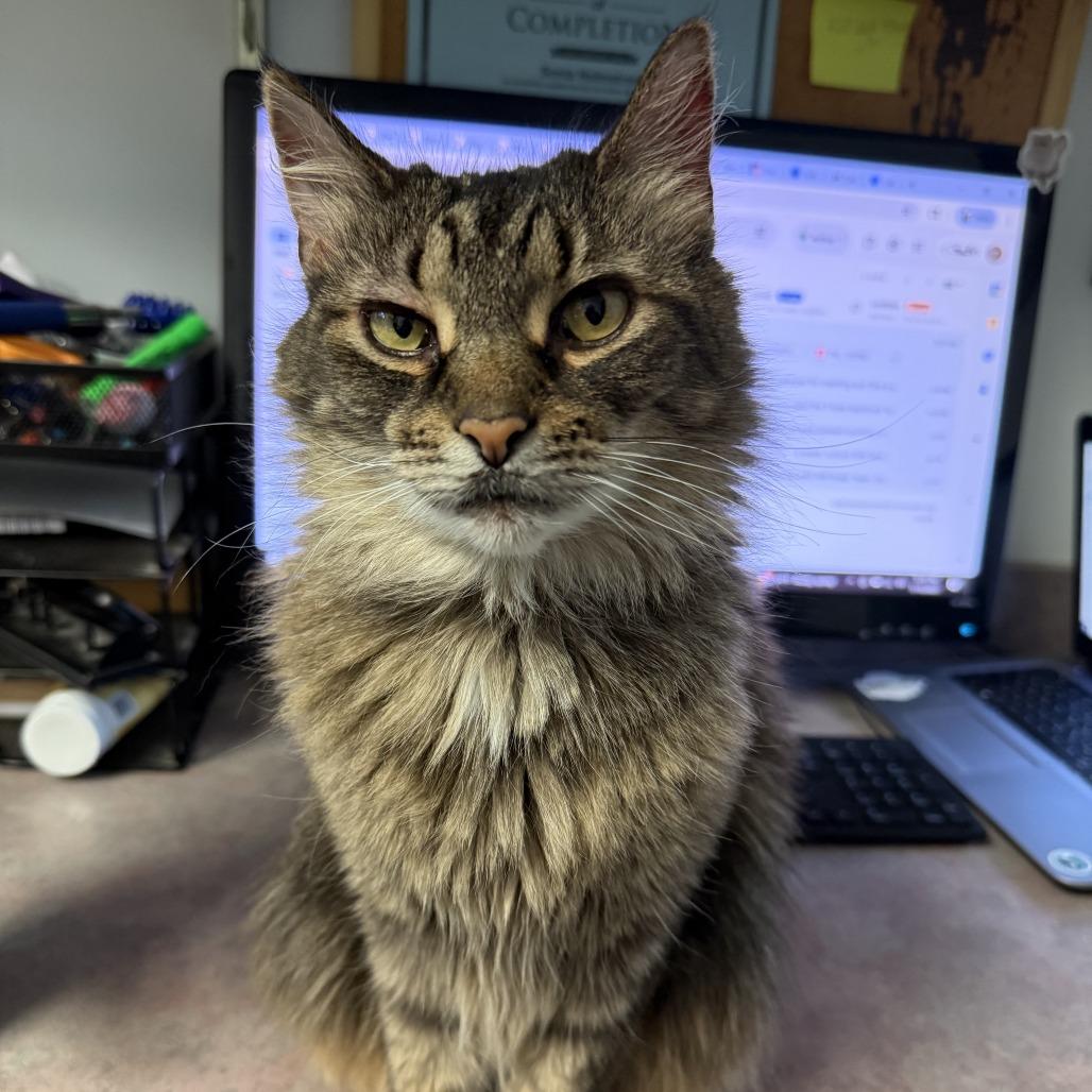 Enlarge Amelia, a Adoptable Domestic Long Hair in Lakewood, CO image 1/6