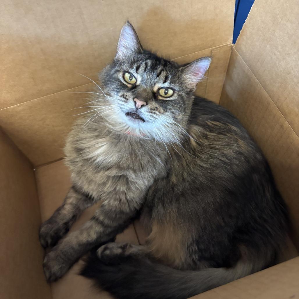 Amelia — thumbnail 2