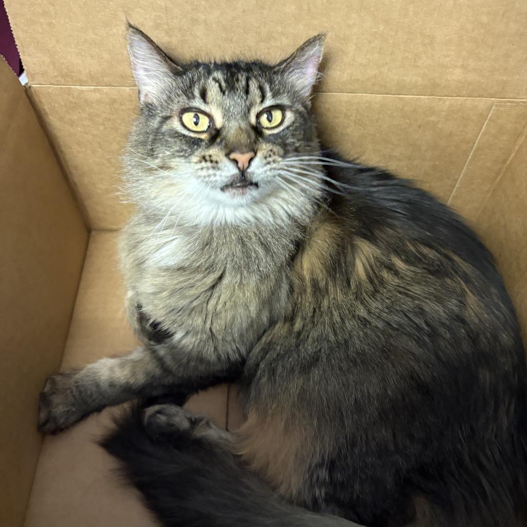 Enlarge Amelia, a Adoptable Domestic Long Hair in Lakewood, CO image 3/6