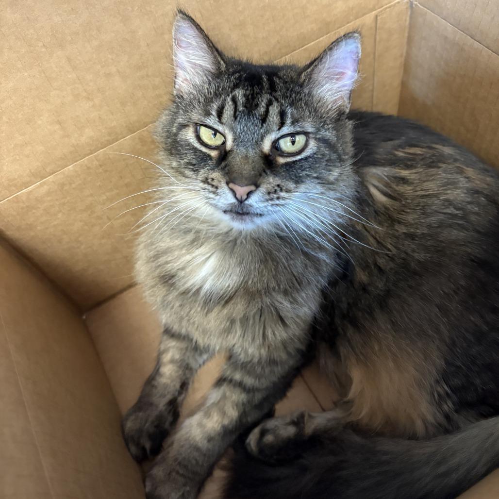 Enlarge Amelia, a Adoptable Domestic Long Hair in Lakewood, CO image 4/6